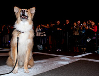 Darling Companion Canine Star