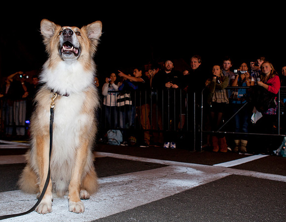 Darling Companion Canine Star