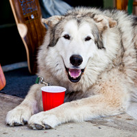 Summer Shakedown 2013 - 013