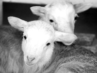 Sheeplets