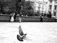 London Pidgeon