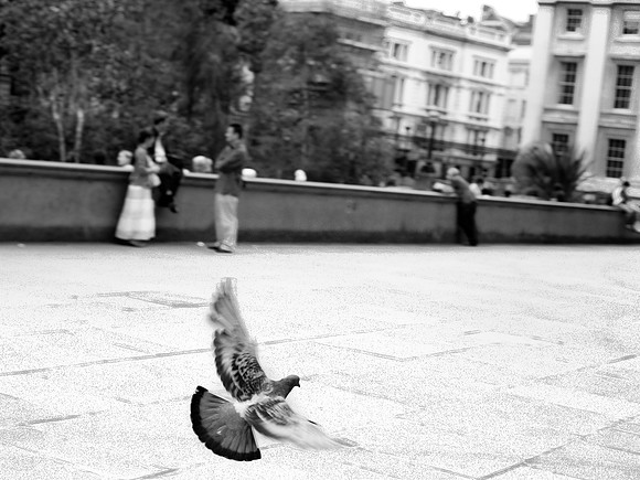 London Pidgeon
