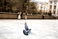 London Pigeon