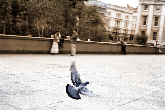 London Pigeon
