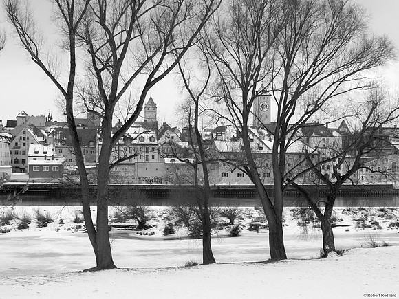 4 Winter Trees on Danube