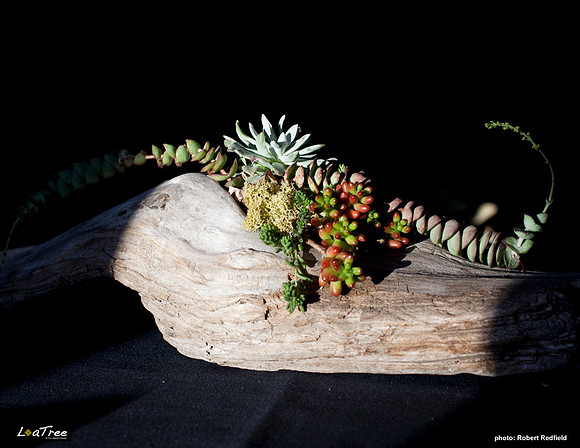 Loa Tree Lounge 2012 -007