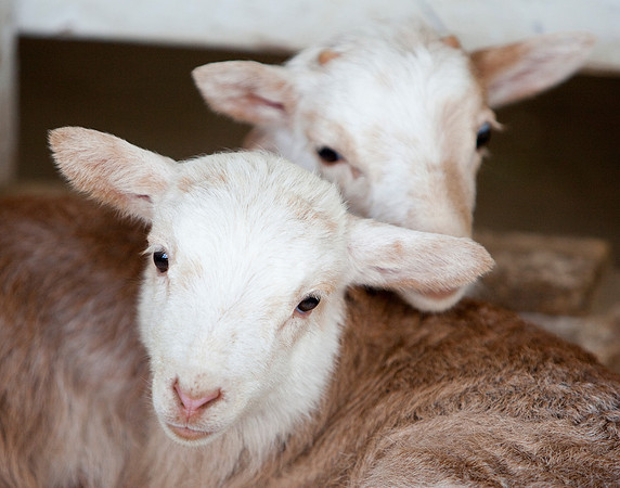 Sheeplets