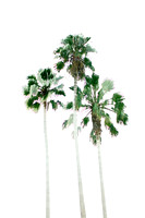 Palmerinas