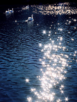 Diamond Swans
