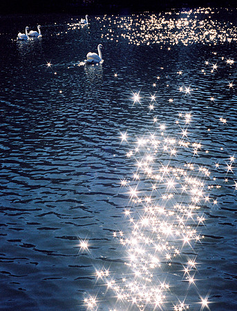 Diamond Swans