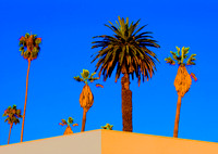 Marching Palms