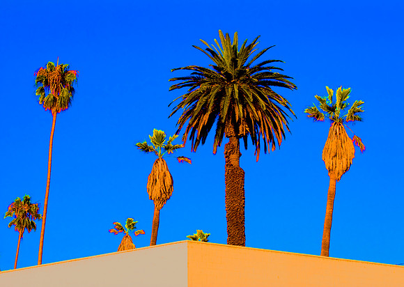 Marching Palms